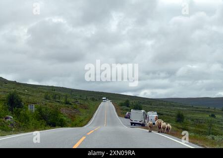 Sheep walking along main road in Norway. RV's and campers on parking lot. Stock Photo