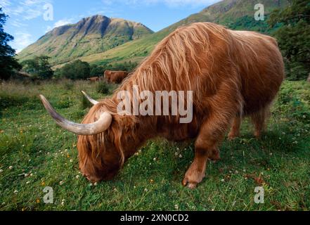 Highland Cow (Bos taurus) female grazing, Gle Nevis, Inverness-shire, Scotland, June 2001 Stock Photo