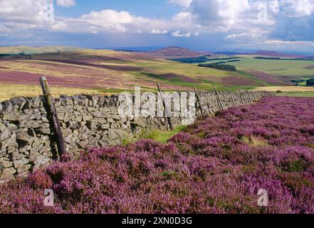 Drystane wall with managed heather moorland, Lammermuir Hills, Berwickshire, Scotland, August 1998 Stock Photo