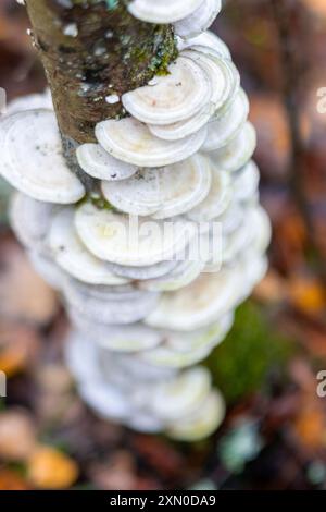 white pine cones of different sizes on an old tree trunk, rainy autumn day in the forest Stock Photo