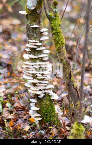 white pine cones of different sizes on an old tree trunk, rainy autumn day in the forest Stock Photo