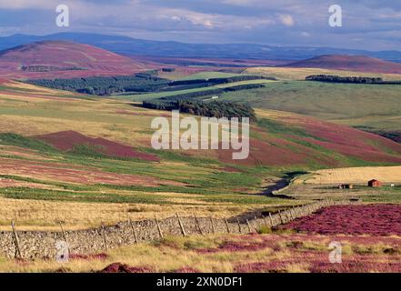 Managed heather moorland, and rough pasture, Lammermuir Hills, Berwickshire, Scottish Borders, Scotland, August 1998 Stock Photo