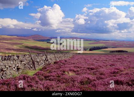 Drystane wall with managed heather moorland, Lammermuir Hills, Berwickshire, Scottish Borders, Scotland, August 1998 Stock Photo