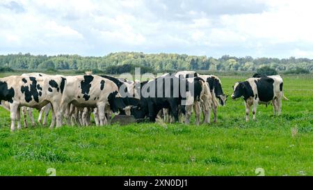 landscape with mottled cows, a herd of black and white cows feeding in a meadow, summer Stock Photo