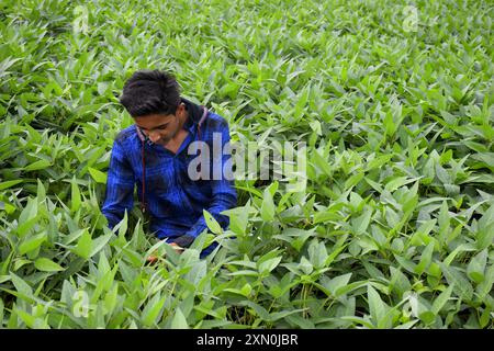 Indian farmer boy happily looking at soybean plants in soybean field Stock Photo