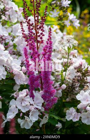 Astilbe Tacquetii Superba flowering beside a pale pink Phlox Paniculata in a summer herbaceous border, Stock Photo