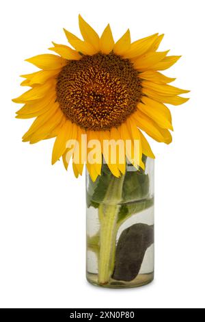 Cut sunflower flower in glass vase with water, isolated on white with clipping path included Stock Photo