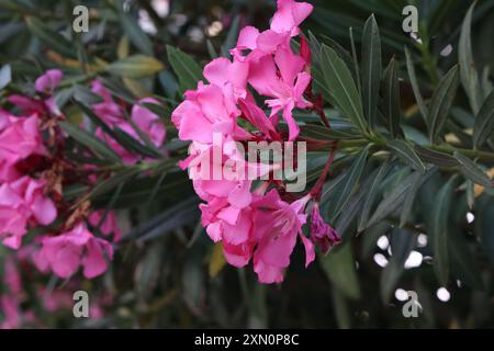 Close up view red oleander or Nerium flower blossoming on tree. Stock Photo