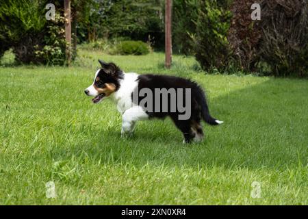 Young 8 week old border collie puppy showing innate herding poise while exploring in a domestic garden Stock Photo