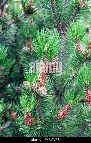 Lush Christmas tree in the sunlight Stock Photo