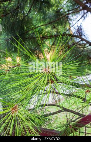 Lush Christmas tree in the sunlight Stock Photo