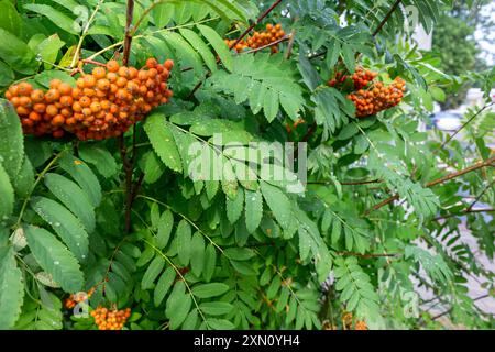 The beauty of rowan after summer rain Stock Photo