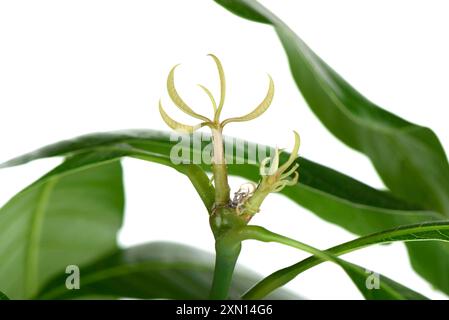 New light green leaves of mango seedling. Growing plants at home. Stock Photo
