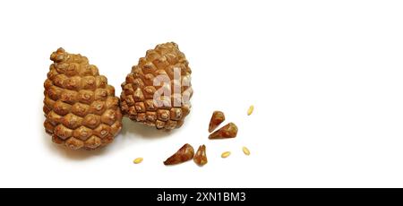 Pinyon pine cone, cedar cone. Pine nuts, seeds. Nutritious food. The process of shelling the seeds. Cut out. Copy space Stock Photo