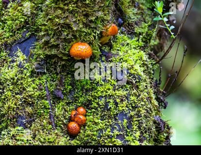 Bright colored mushrooms growing on moss covered tree trunk. Sichuan, China. Stock Photo