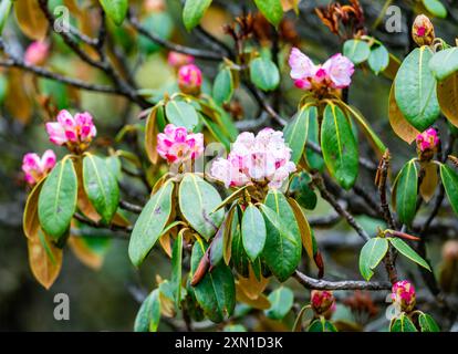 Pink Rhododendron flowers in full bloom. Sichuan, China. Stock Photo