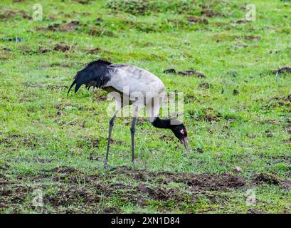 A wild Black-necked Crane (Grus nigricollis) foraging in open field. Sichuan, China. Stock Photo