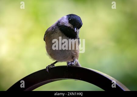 A black capped chickadee gazes at the camera from his perch on a shepards hook. Stock Photo