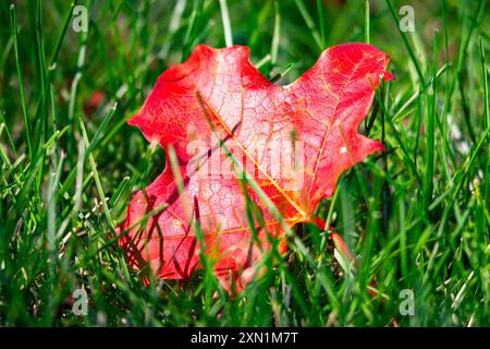 Maple leaf on the grass in September in Wisconsin. Stock Photo