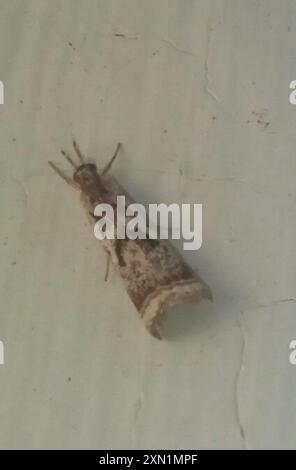 Elegant Grass-veneer (Microcrambus elegans) Insecta Stock Photo