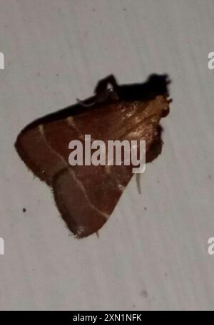 Posturing Arta Moth (Arta statalis) Insecta Stock Photo - Alamy
