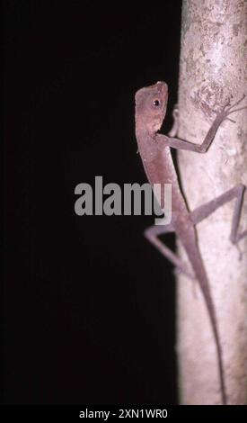 Dusky Earless Agama (Aphaniotis fusca) Reptilia Stock Photo