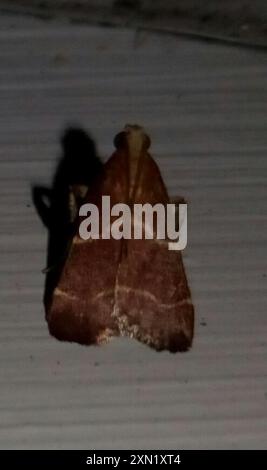 Posturing Arta Moth (Arta statalis) Insecta Stock Photo - Alamy