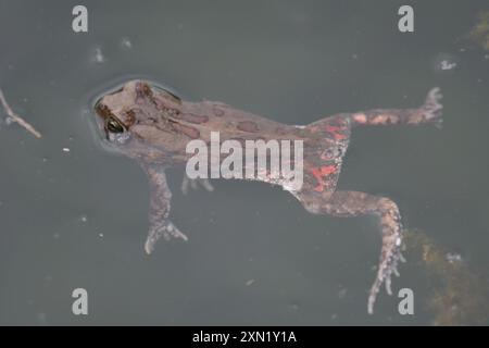 Garman's Toad (Sclerophrys garmani) Amphibia Stock Photo