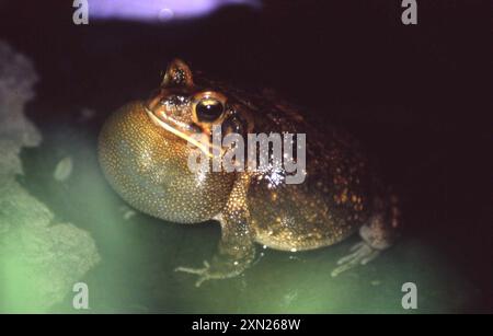 Garman's Toad (Sclerophrys garmani) Amphibia Stock Photo