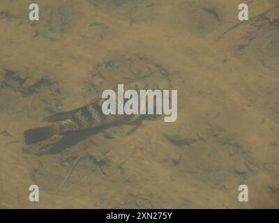 Redbreast Tilapia (Coptodon rendalli) Actinopterygii Stock Photo - Alamy