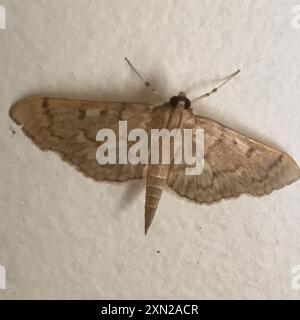 Serpentine Webworm Moth (Herpetogramma aeglealis) Insecta Stock Photo ...