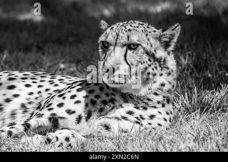 A close-up shot of a resting cheetah on vibrant green grass, showcasing its detailed fur pattern and focused gaze. The sunlight illuminates the scene, highlighting the intricate details of the cheetah fur. Black and white image. Stock Photo