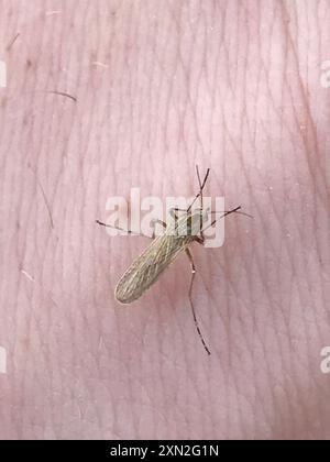 Summer Salt Marsh Mosquito (Aedes dorsalis) Insecta Stock Photo - Alamy