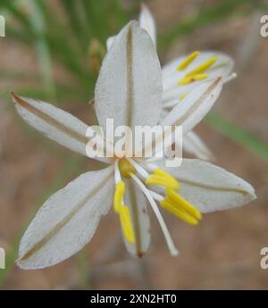 Grass Lilies (Chlorophytum) Plantae Stock Photo - Alamy