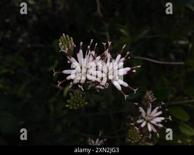 Feay's Palafox (Palafoxia feayi) Plantae Stock Photo