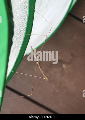 Thread-legged Bugs (Emesinae) Insecta Stock Photo - Alamy