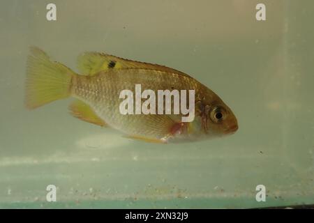 Redbreast Tilapia (Coptodon rendalli) Actinopterygii Stock Photo - Alamy
