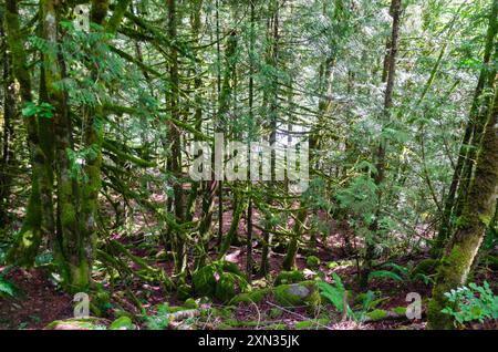 Inside a dense pine tree forest with streams, large moss covered pine trees, and bio diversity in BC, Canada Stock Photo