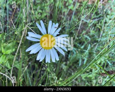 A single white daisy standing out among green grass, representing simplicity and natural beauty Stock Photo
