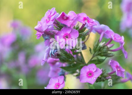 Close-up of Phlox flowers in full bloom, purple with pink accents, vibrant and detailed. Set against the backdrop of lush green grass. Stock Photo