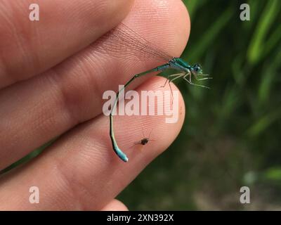 Sedge Sprite (Nehalennia irene) Insecta Stock Photo - Alamy