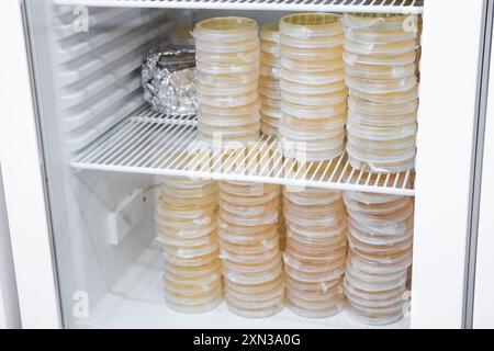 Petri dishes containing agar media are used for cultivating bacterial colonies in a laboratory incubator Stock Photo