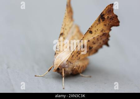 Maple Spanworm Moth (Ennomos magnaria) Insecta Stock Photo