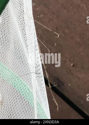 Thread-legged Bugs (Emesinae) Insecta Stock Photo - Alamy