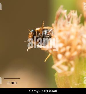 (Hyperaspis annexa) Insecta Stock Photo - Alamy
