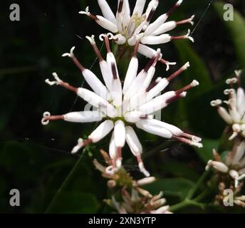 Feay's Palafox (Palafoxia feayi) Plantae Stock Photo