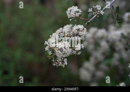 Buckbrush (Ceanothus cuneatus) Plantae Stock Photo