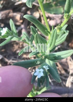 corn gromwell (Buglossoides arvensis) Plantae Stock Photo