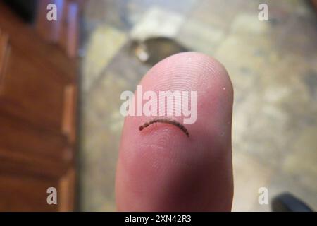 Snakeflies (Raphidioptera) Insecta Stock Photo - Alamy