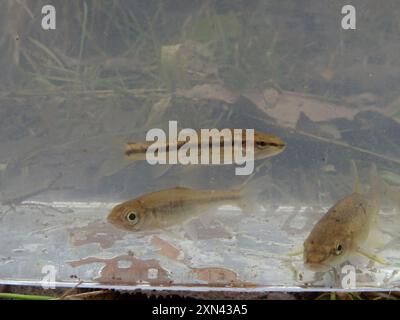 Riffle Daces (Rhinichthys) Actinopterygii Stock Photo